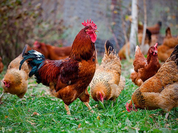 Породы куриц | ЗооТом - продажа, вязка и услуги для животных в Дмитрове
