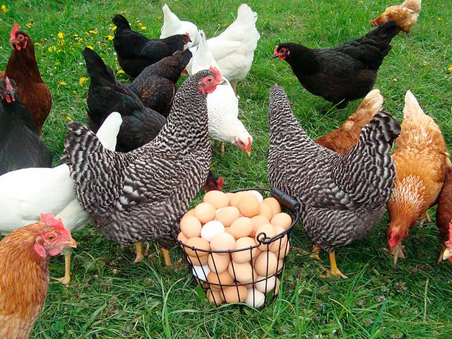 Содержание кур и уход за ними | ЗооТом - продажа, вязка и услуги для животных в Дмитрове