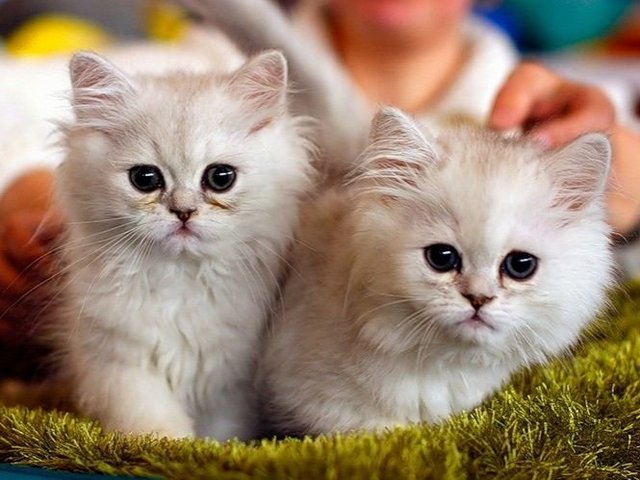 Породы кошек в Дмитрове | ЗооТом портал о животных